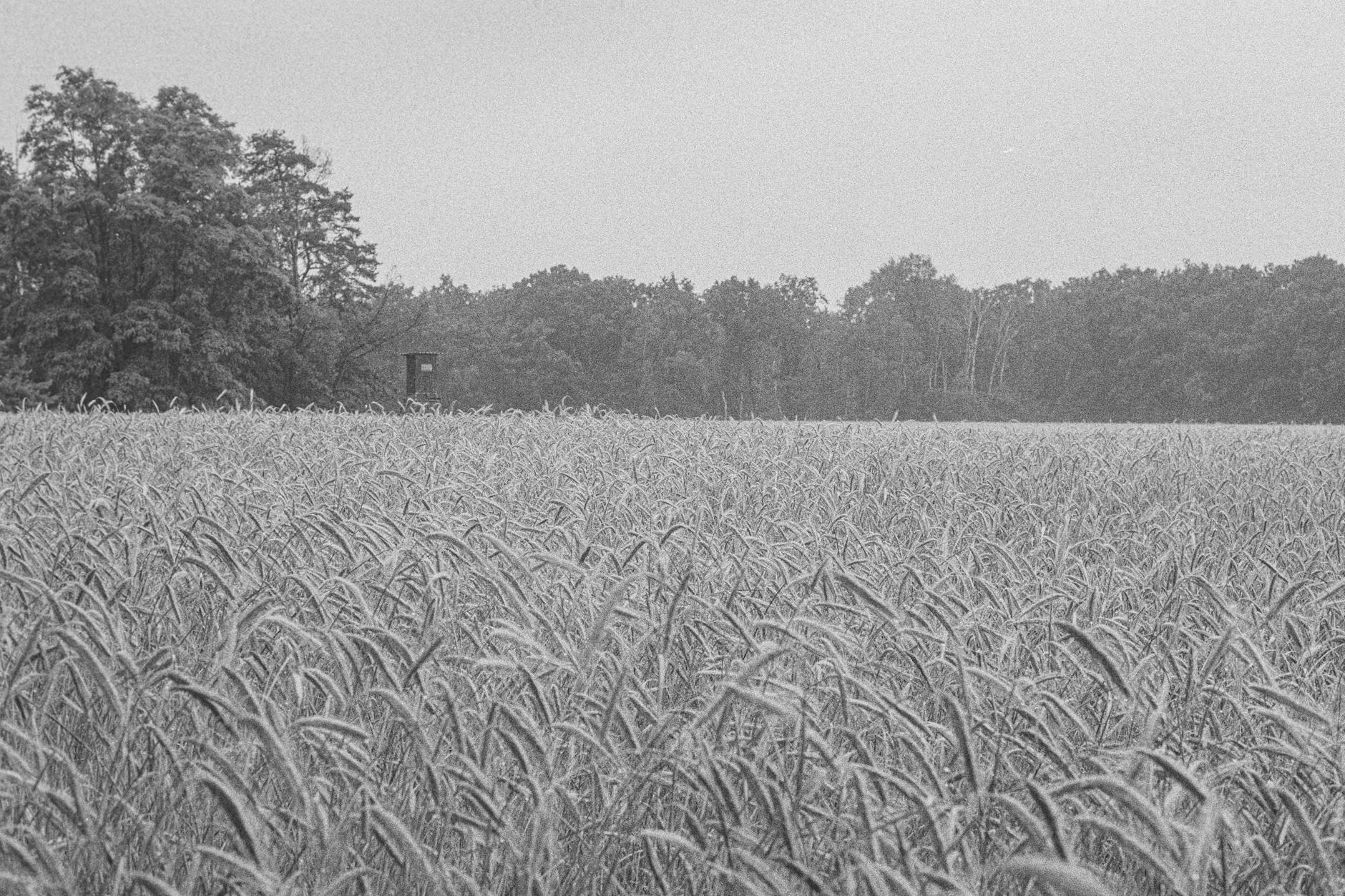 Wielkanoc w Dębicy: Tradycje, Wydarzenia i Magia Świąt